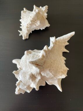 Natural White Murex Seashell Pair